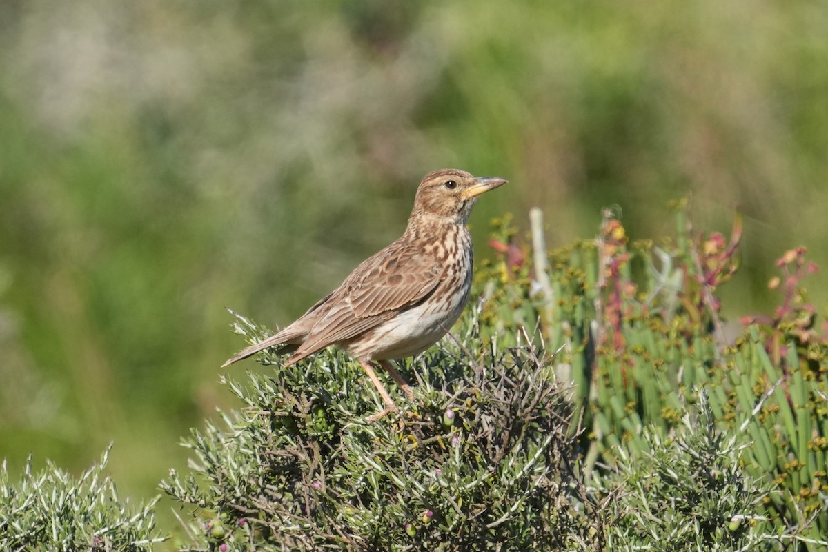 Large-billed Lark - ML642666266