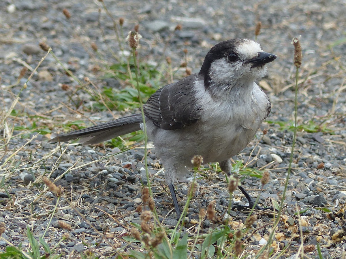 sojka šedá - ML642666269