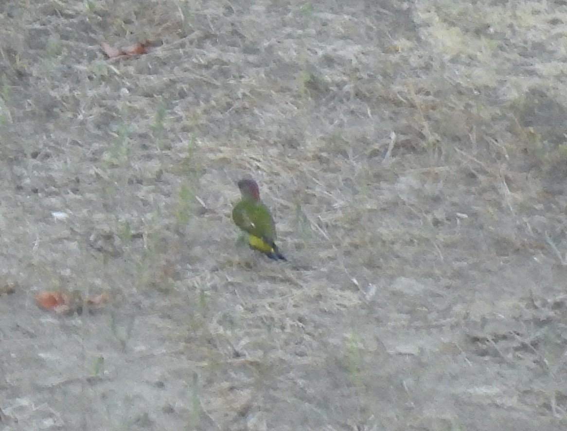 Iberian Green Woodpecker - ML642666279