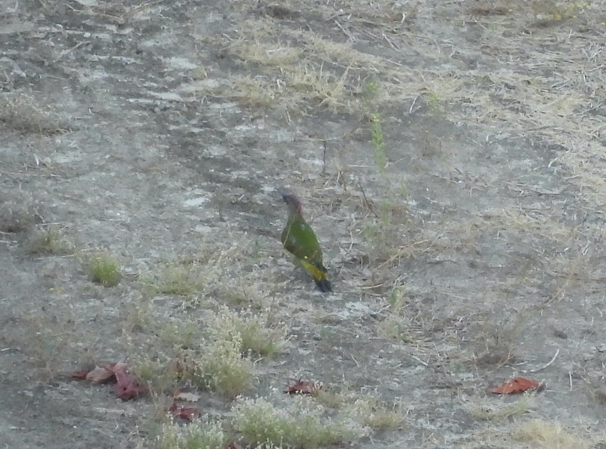 Iberian Green Woodpecker - ML642666280