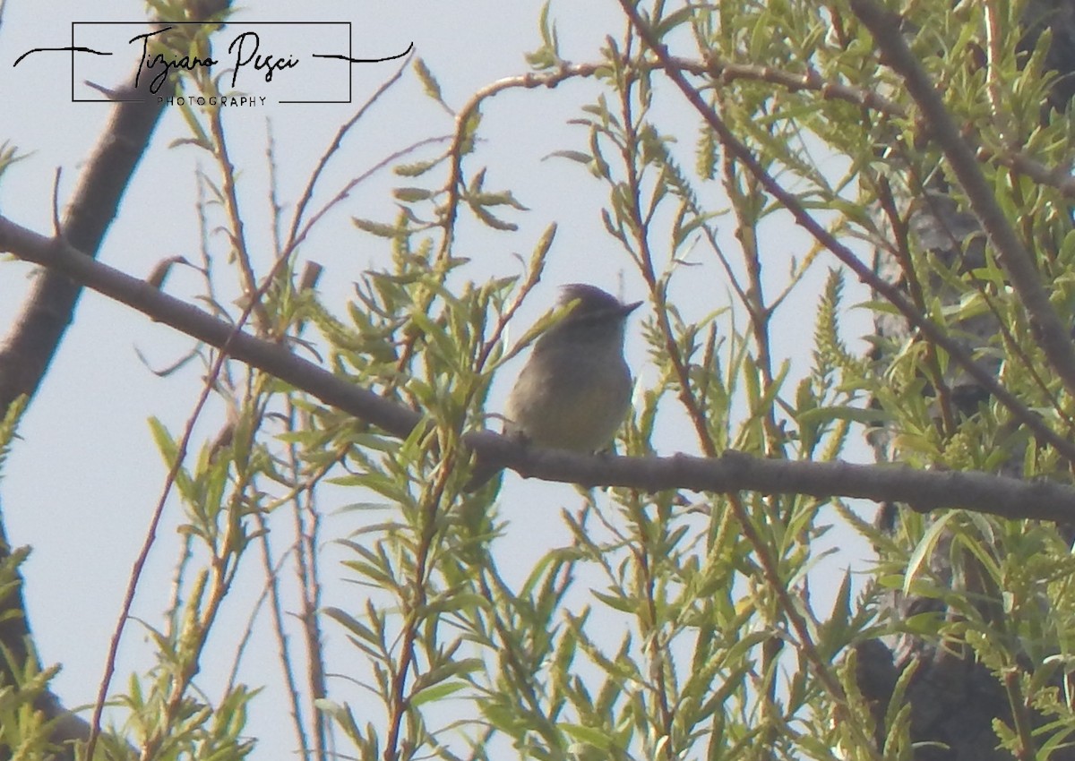 Straneck's Tyrannulet - ML642666281