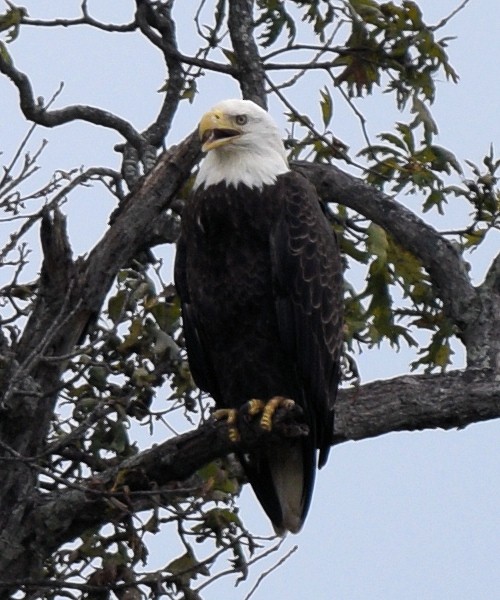 Bald Eagle - ML642666288