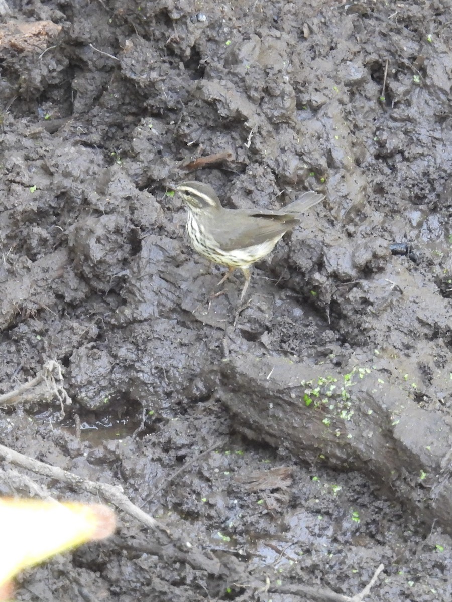 Northern Waterthrush - ML642666290