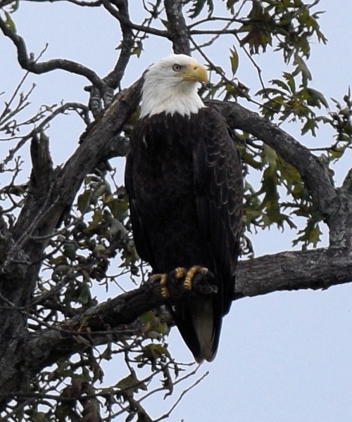 Bald Eagle - ML642666292