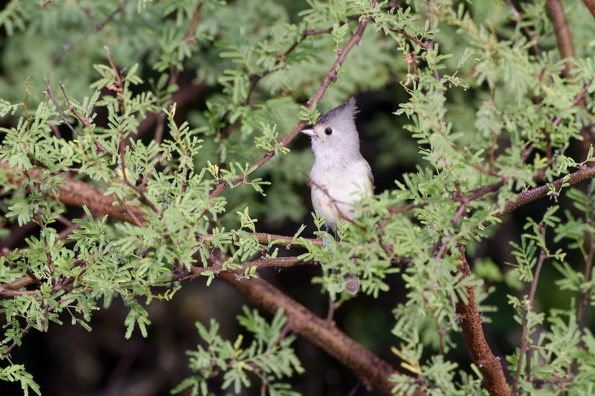 Black-crested Titmouse - ML642666303