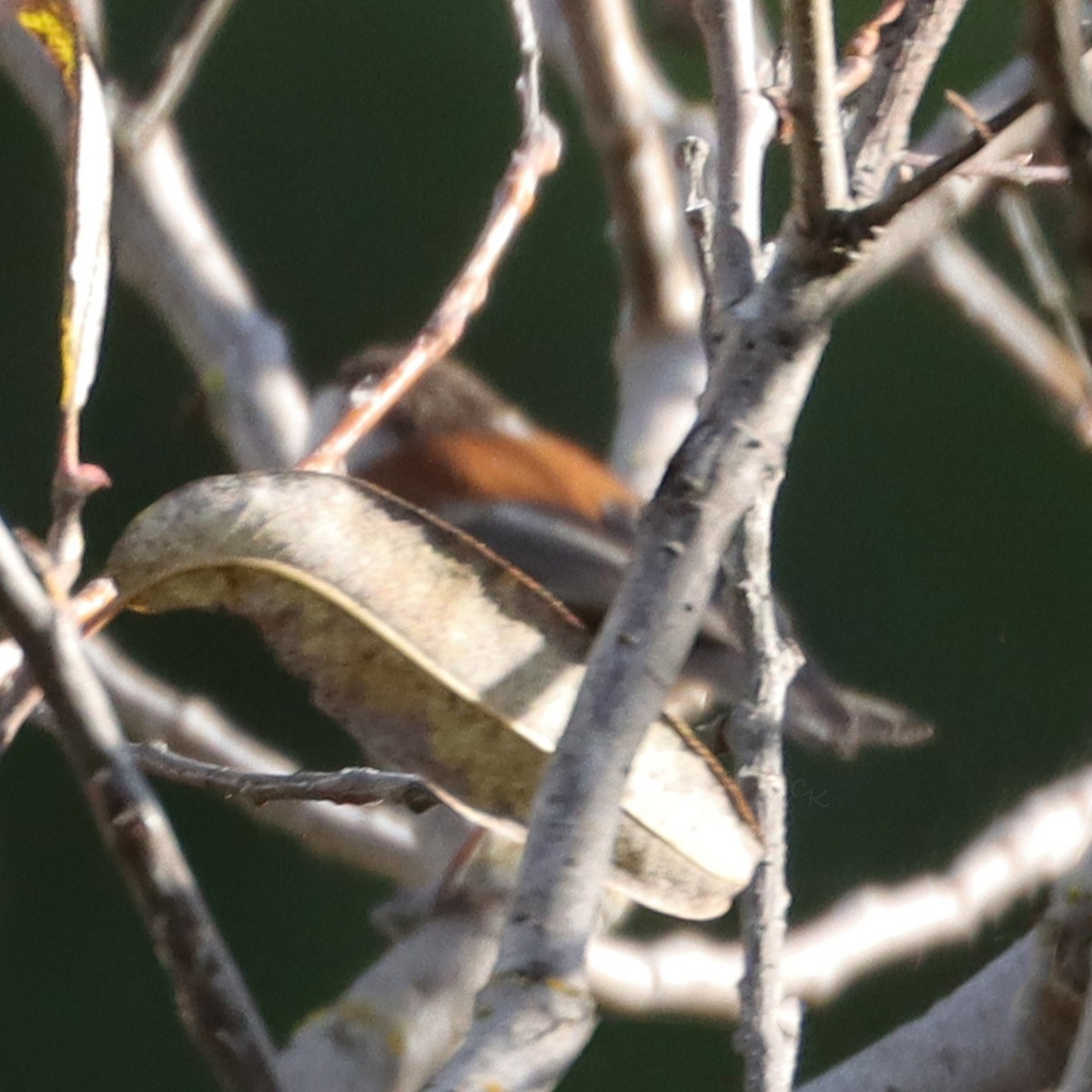 Chestnut-backed Chickadee - ML642666320