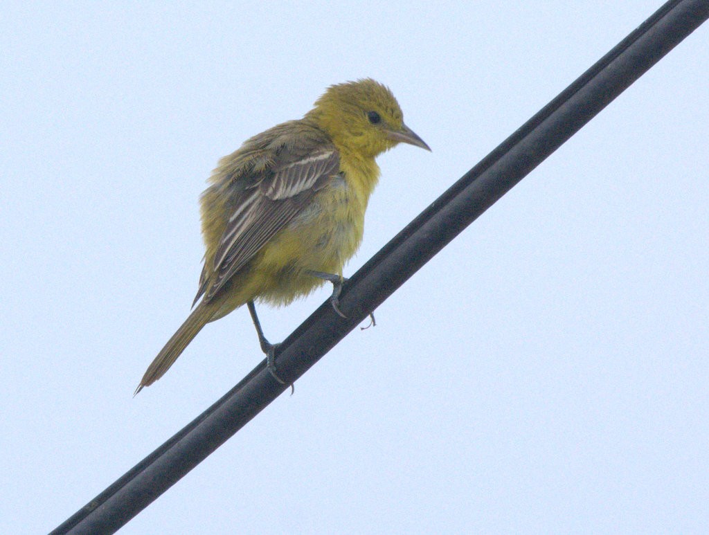 Orchard Oriole - ML642666334