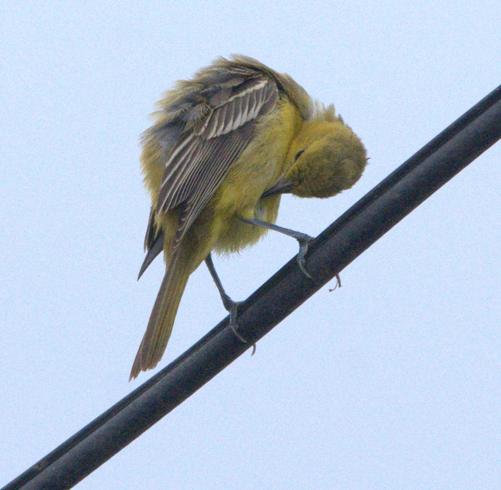 Orchard Oriole - ML642666335