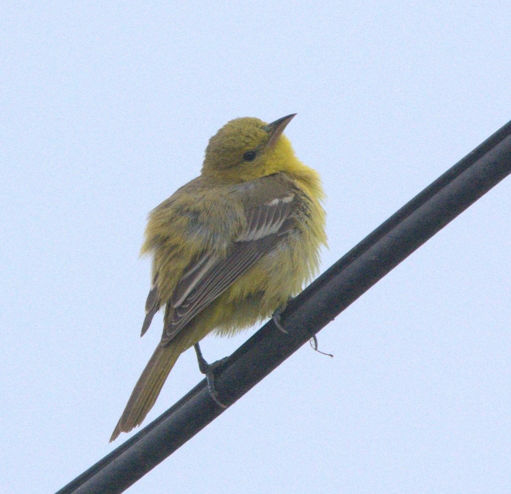 Orchard Oriole - ML642666336