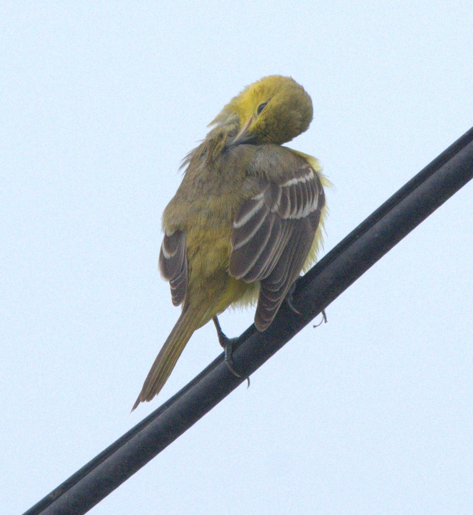 Orchard Oriole - ML642666337
