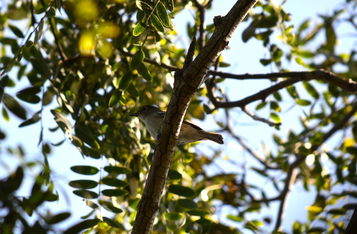 Plumbeous Vireo - ML642666339