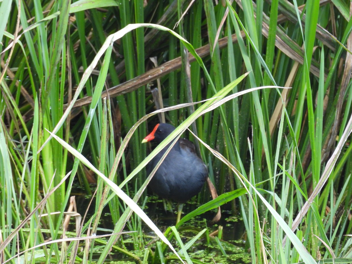 Common Gallinule - ML642666344