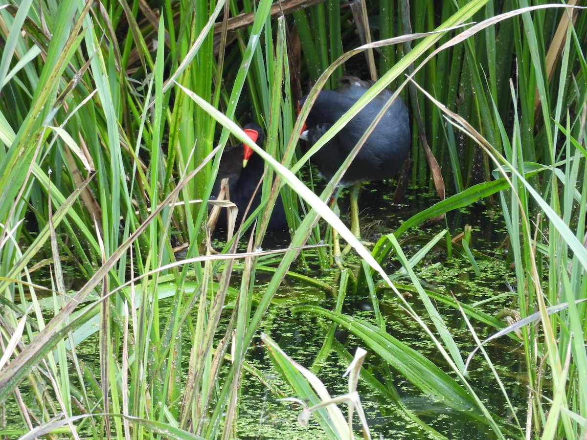 Common Gallinule - ML642666354