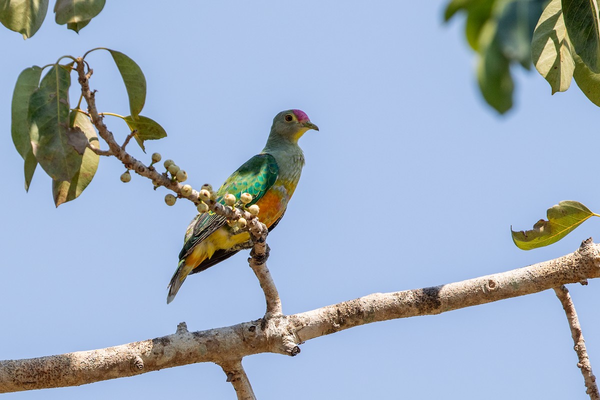 Rose-crowned Fruit-Dove - ML642666358