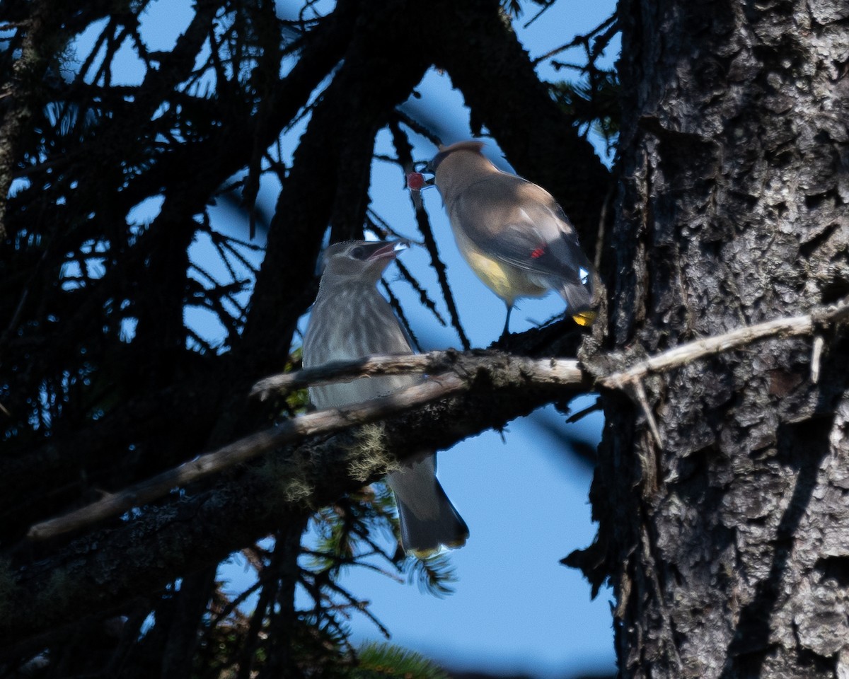 Cedar Waxwing - ML642666363