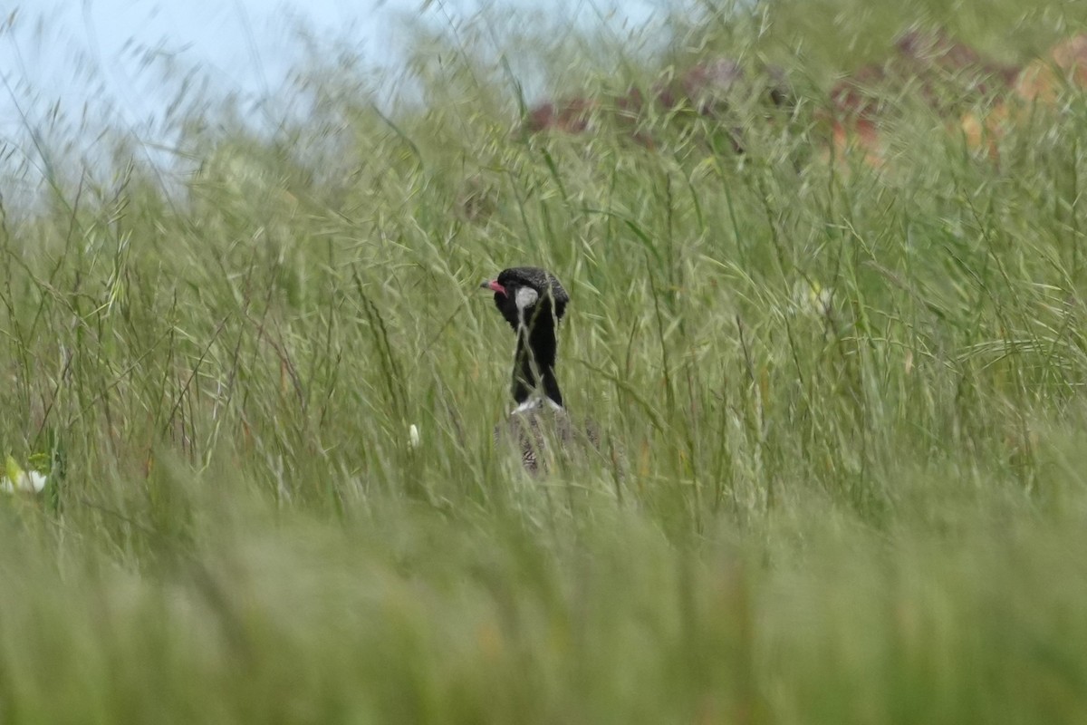 Black Bustard - ML642666381