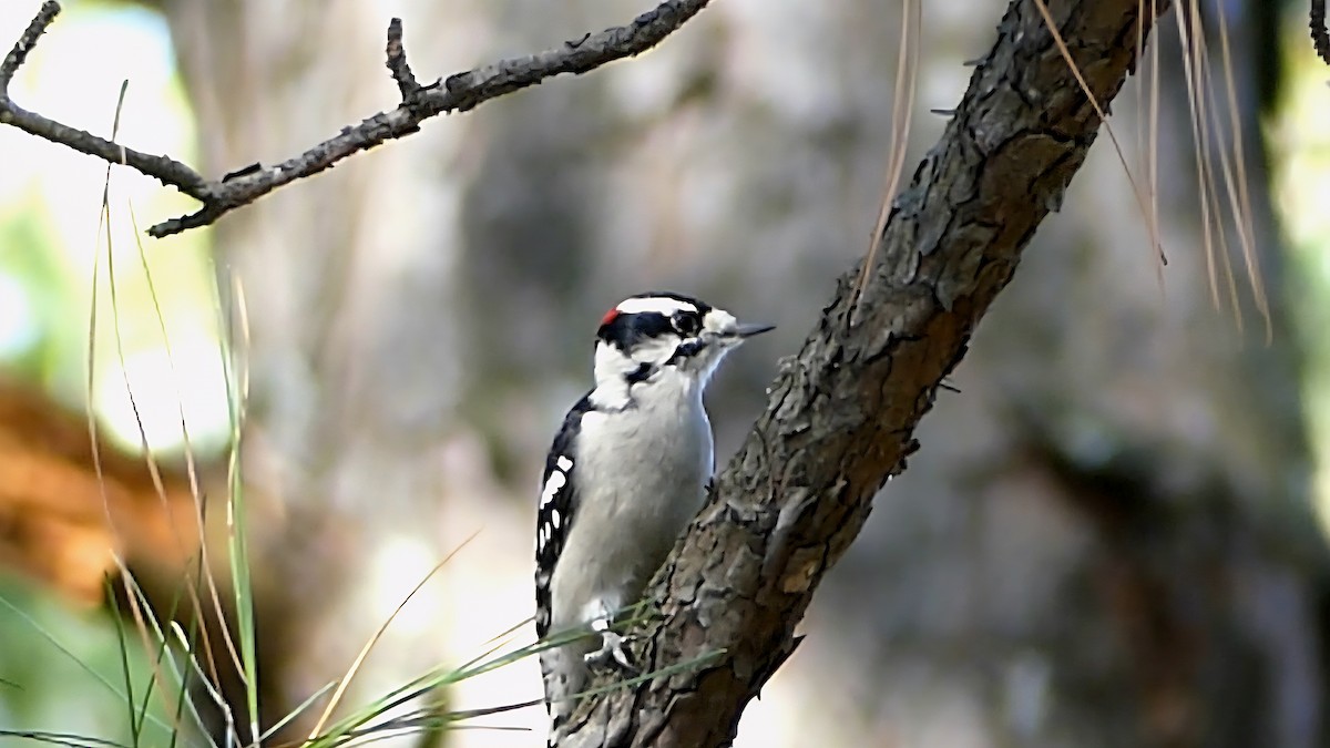 Downy Woodpecker - ML642666386
