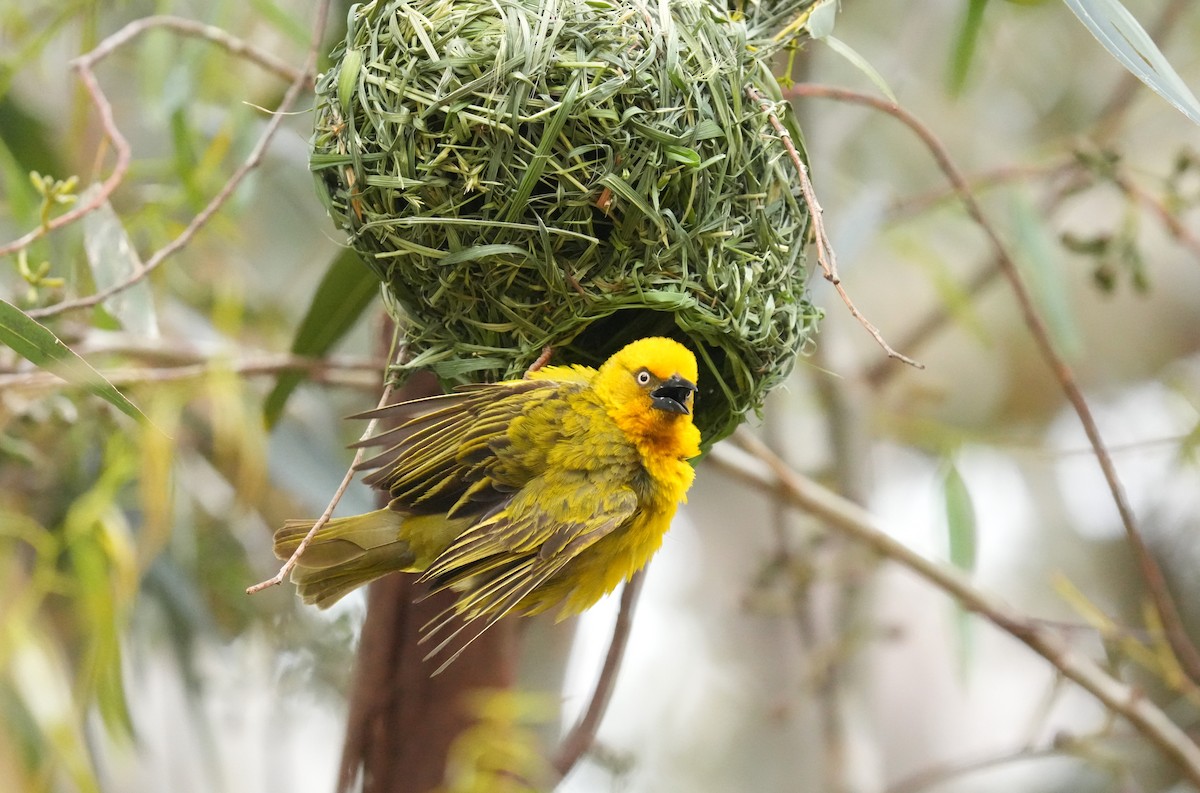 Cape Weaver - ML642666398