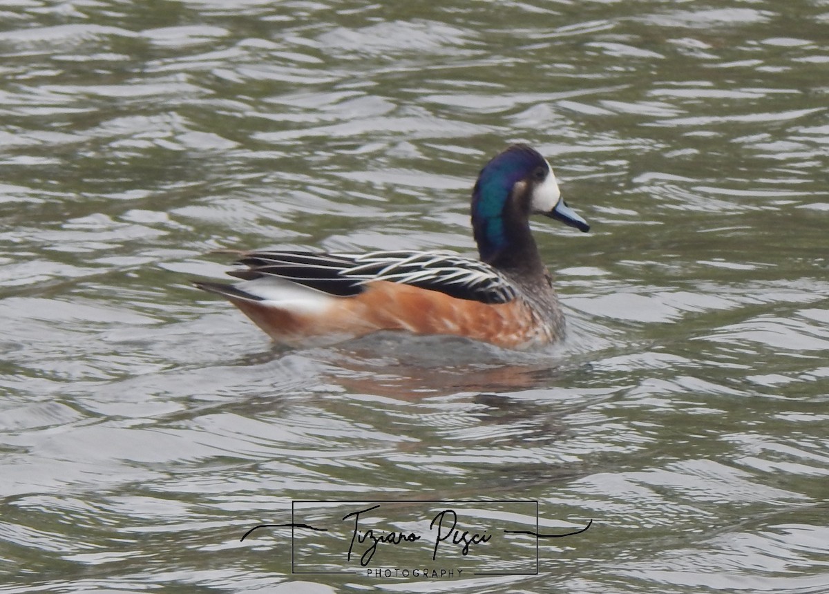 Chiloe Wigeon - ML642666419