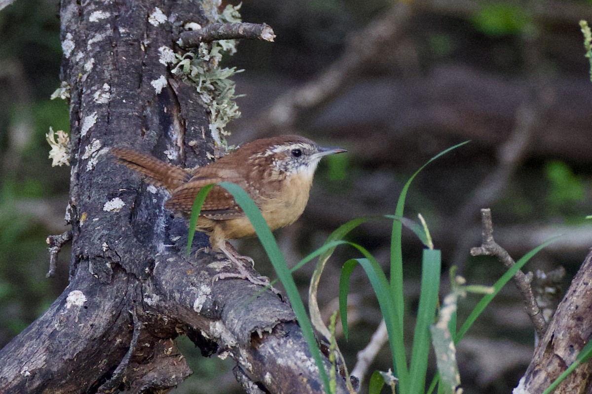 Carolinazaunkönig - ML642666429