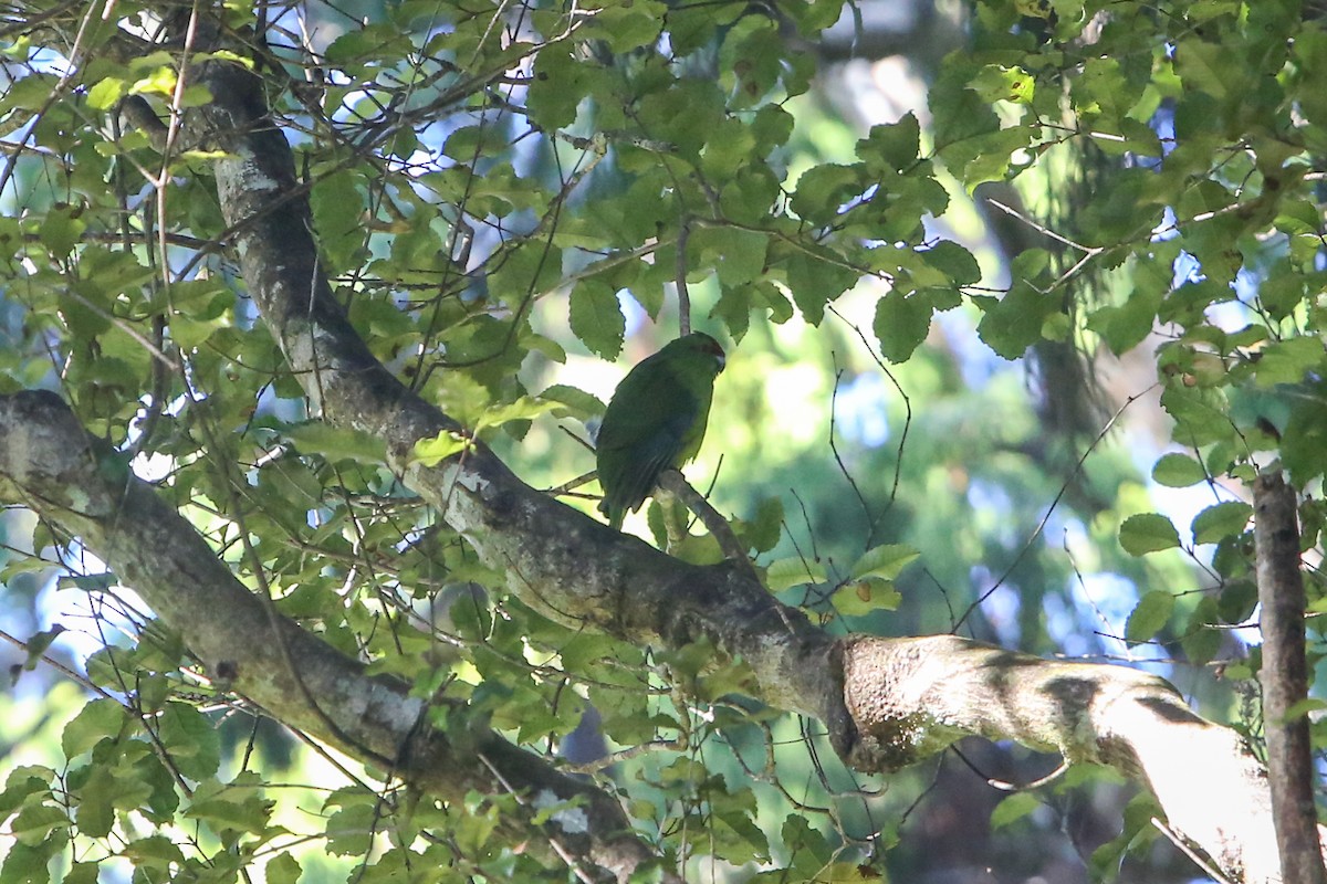 Red-crowned Parakeet - ML642666452