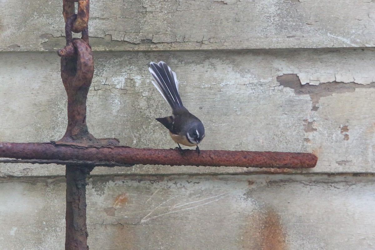 New Zealand Fantail - ML642666461
