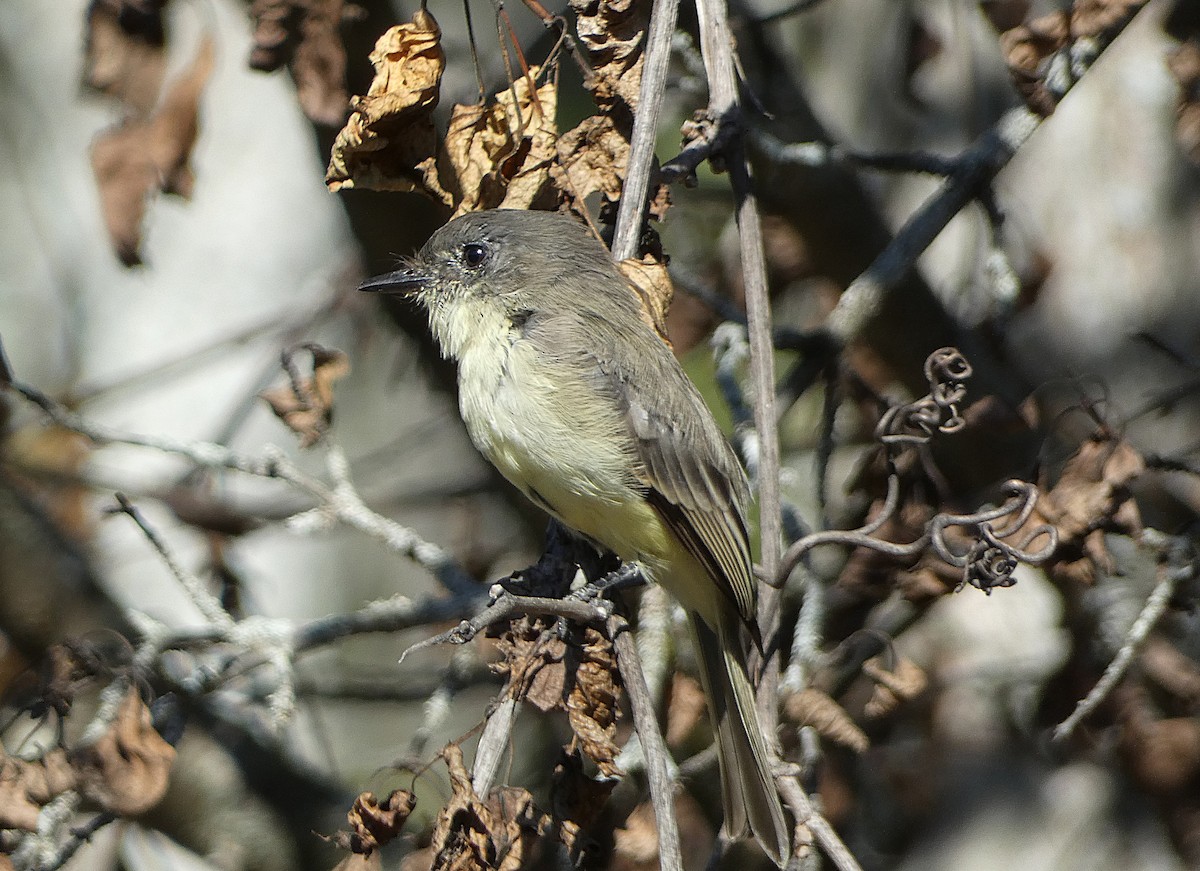 Eastern Phoebe - ML642666464
