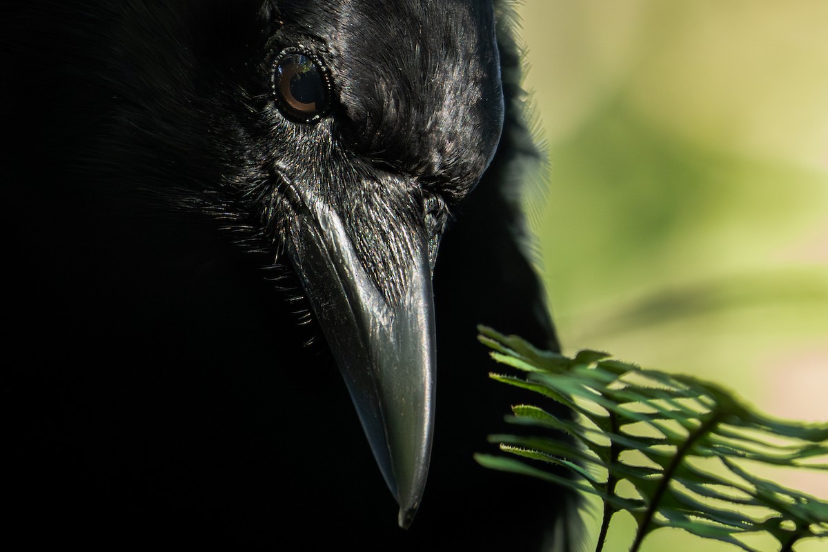 American Crow - ML642666467