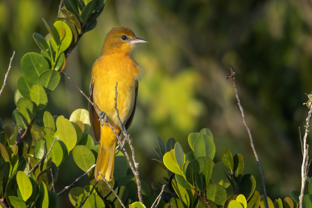Baltimore Oriole - ML642666477