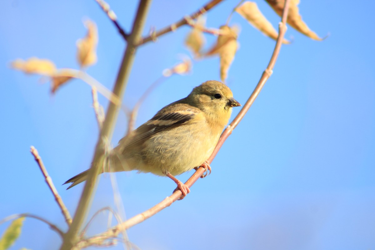 American Goldfinch - ML642666483