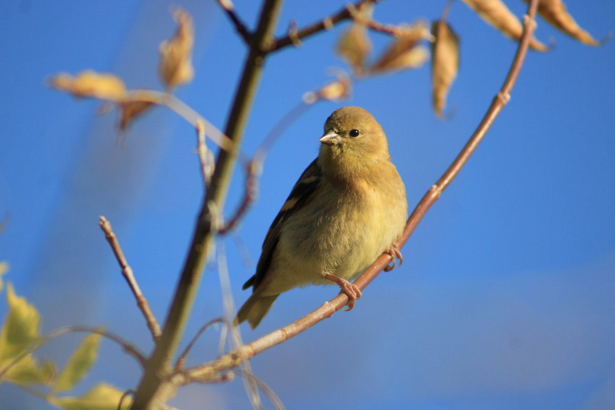American Goldfinch - ML642666484