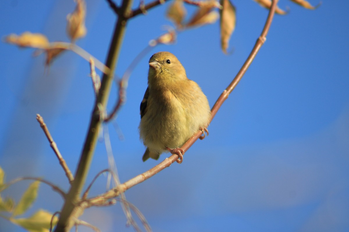 American Goldfinch - ML642666485