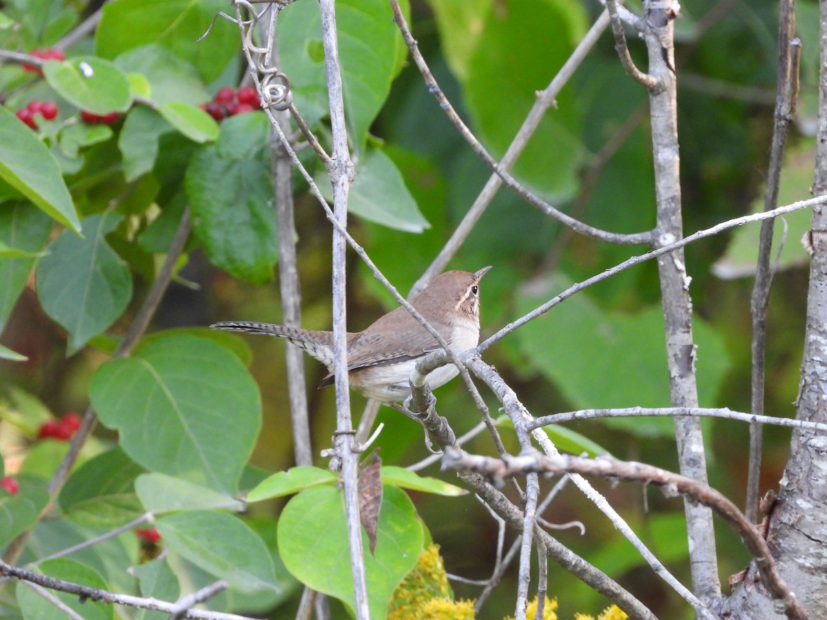 Bewick's Wren - ML642666494