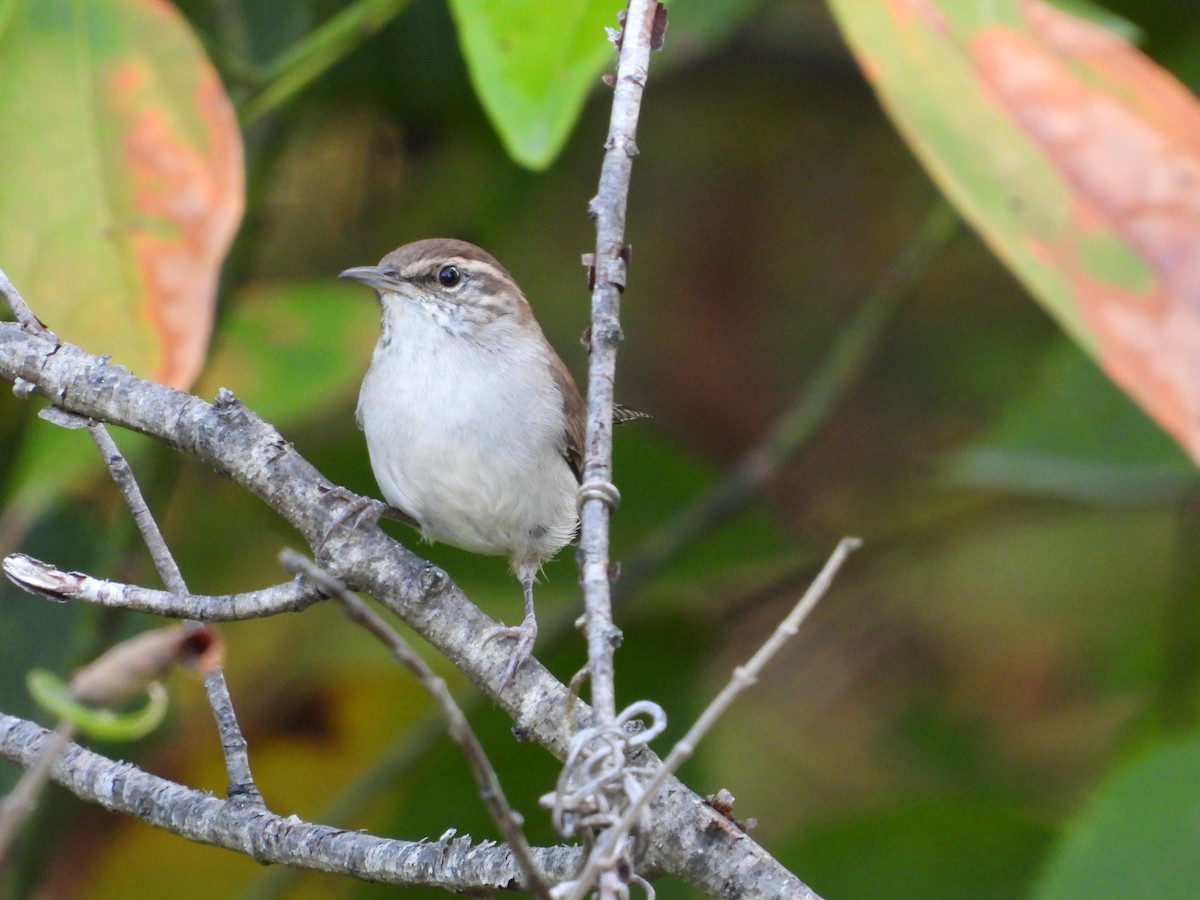 Bewick's Wren - ML642666495