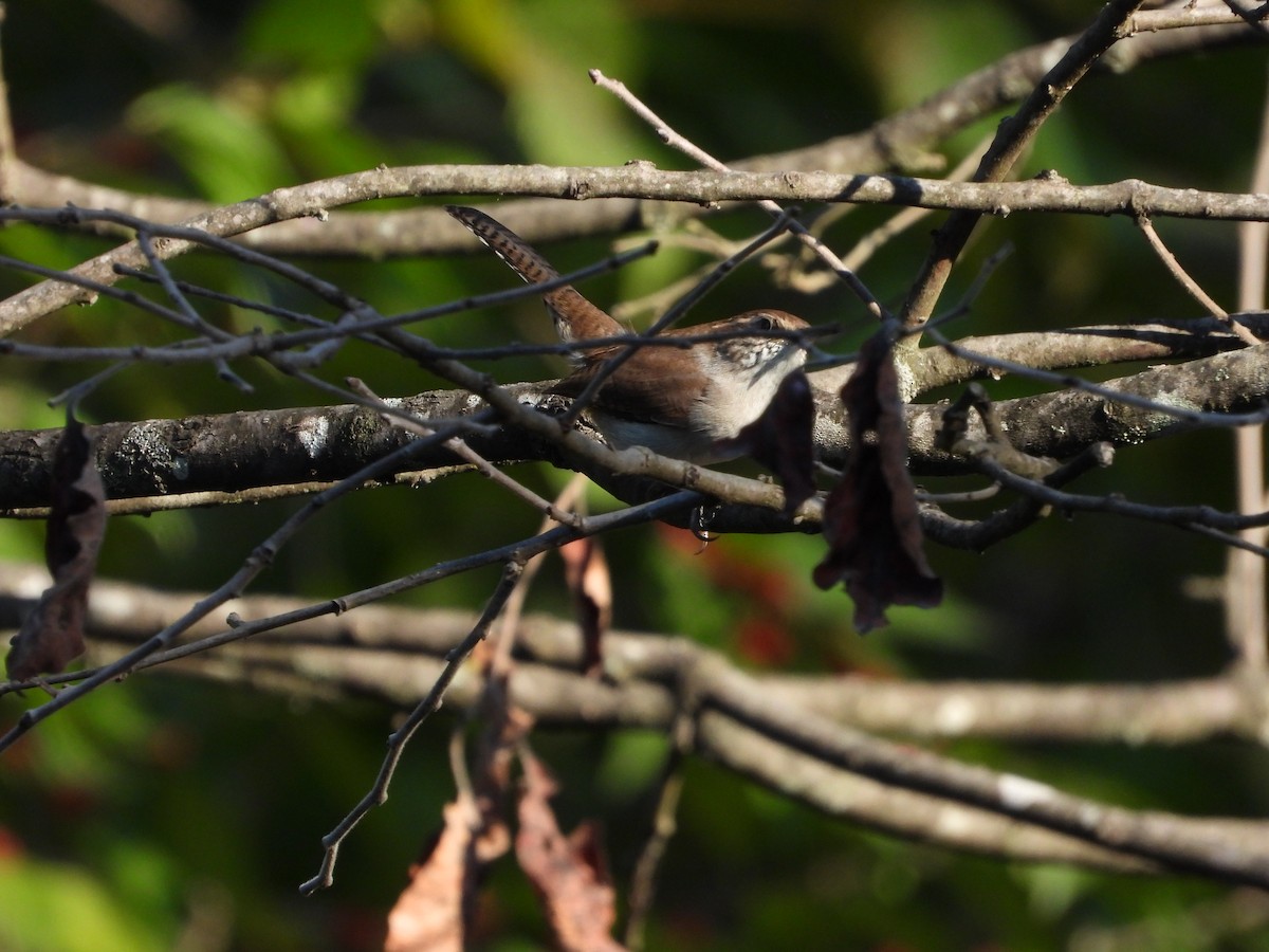 Bewick's Wren - ML642666496