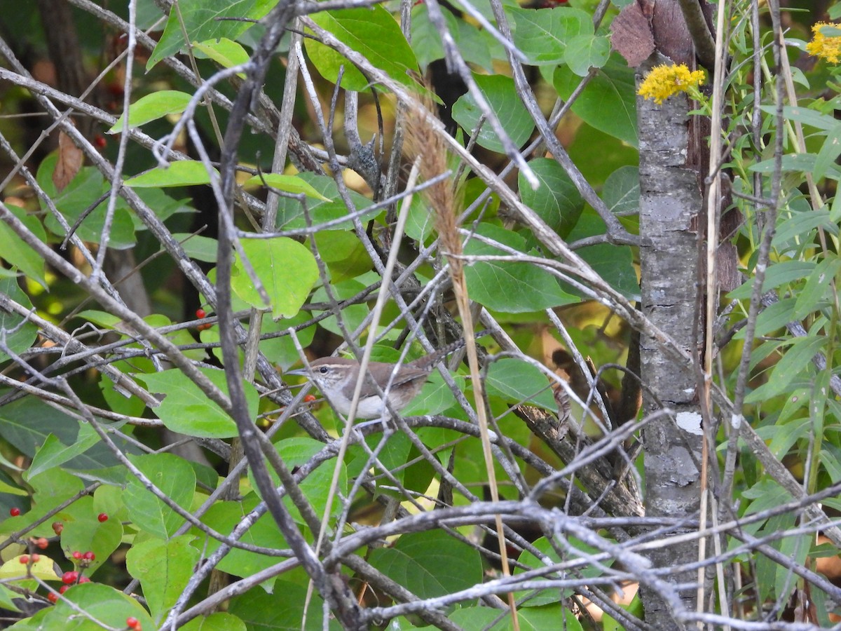 Bewick's Wren - ML642666497