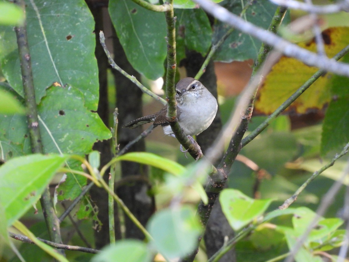 Bewick's Wren - ML642666499