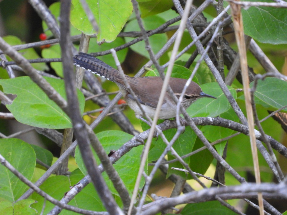 Bewick's Wren - ML642666500