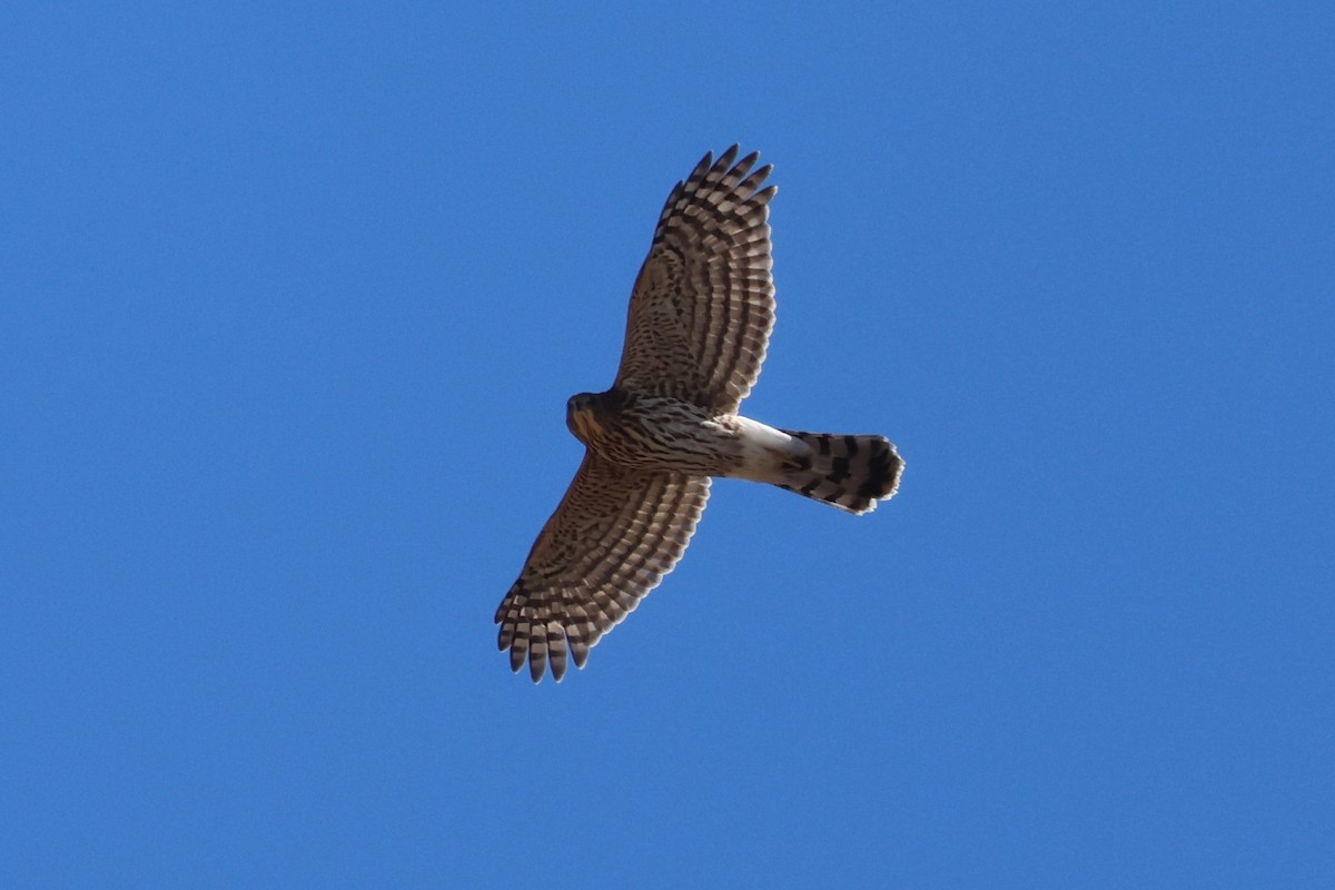 Cooper's Hawk - ML642666502