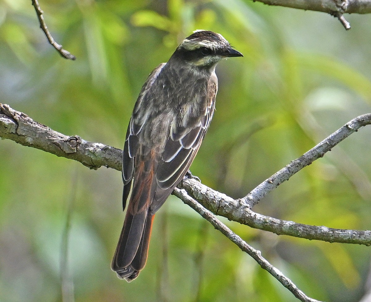 Variegated Flycatcher - ML642666504