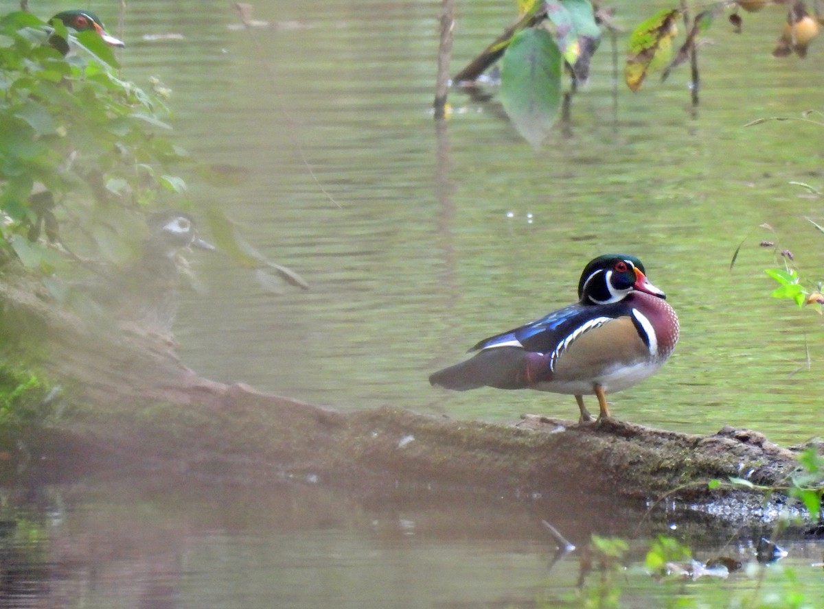 Wood Duck - ML642666506
