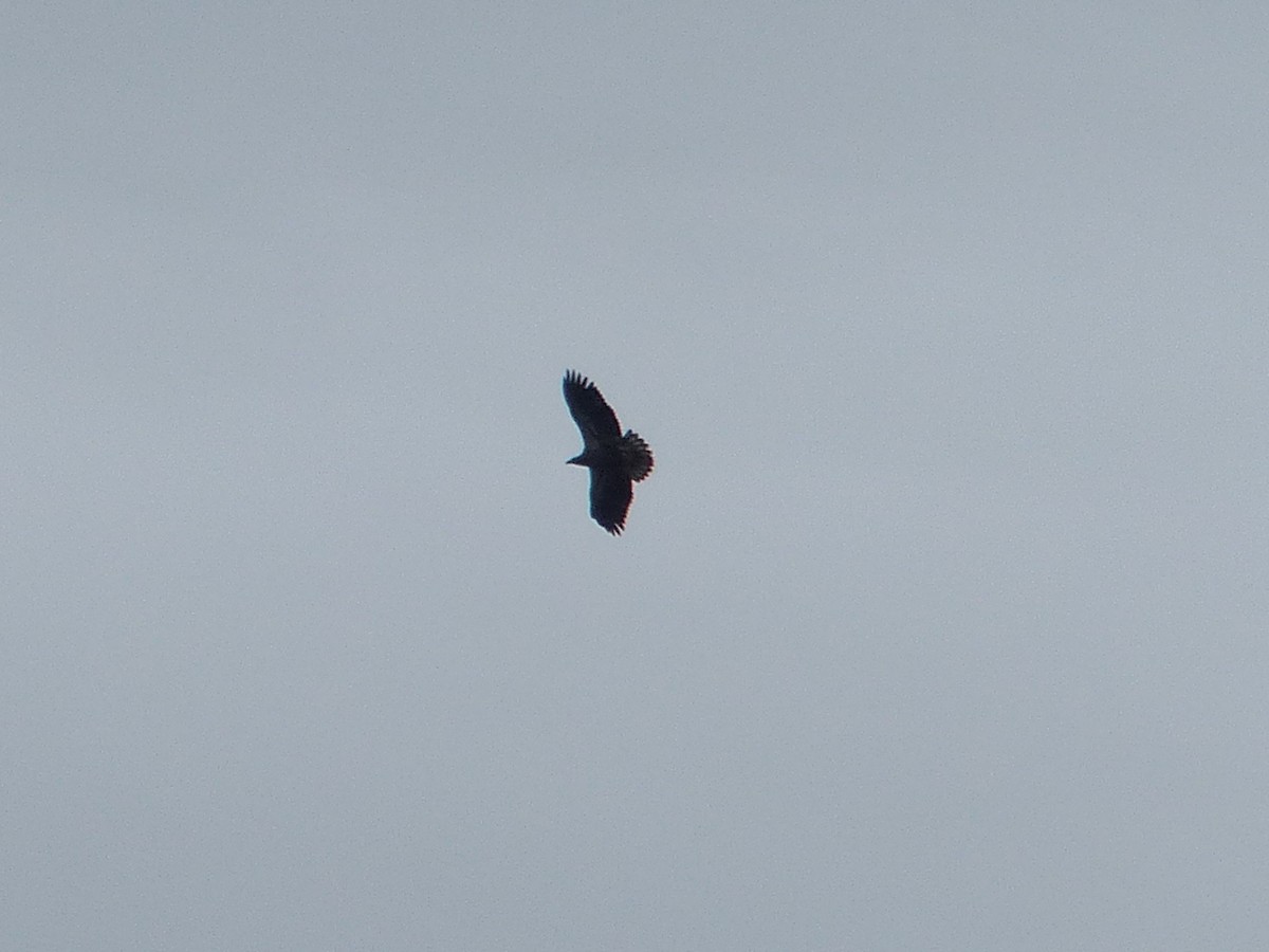 Bald Eagle - ML642666507