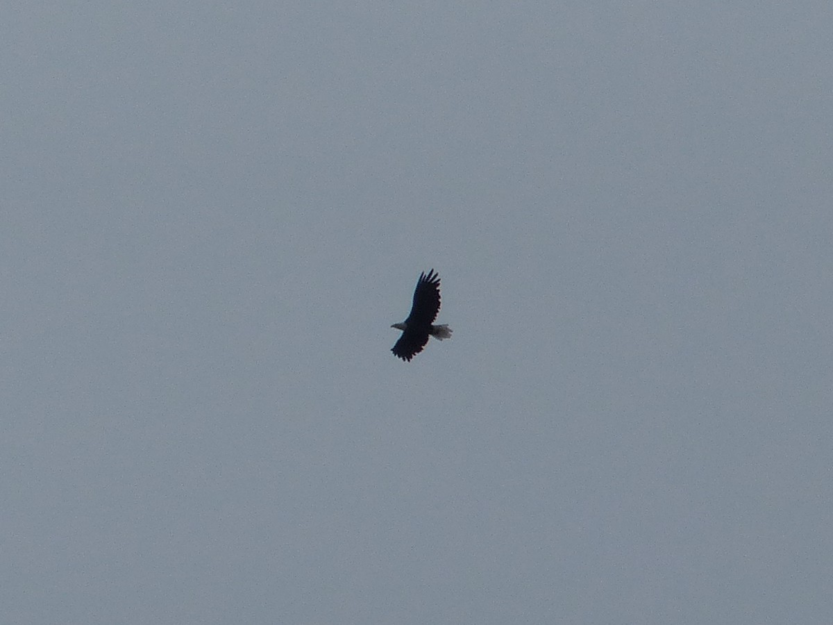 Bald Eagle - ML642666509