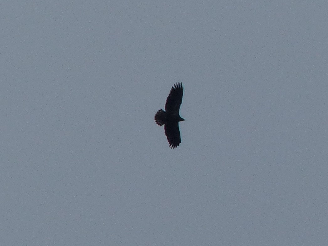 Bald Eagle - ML642666515