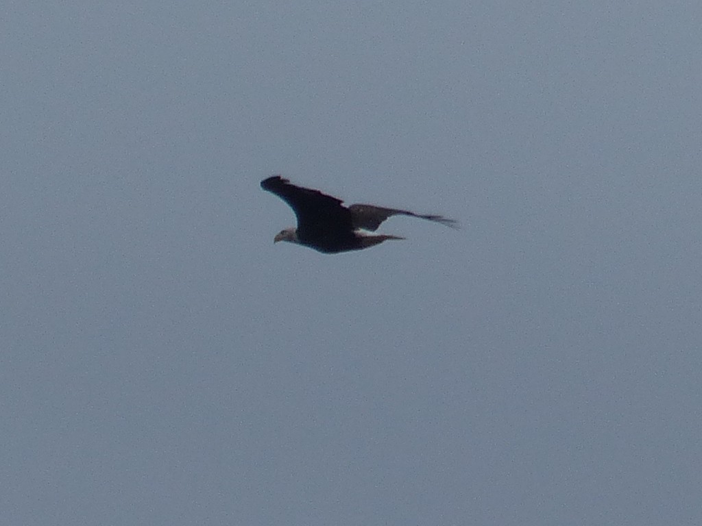 Bald Eagle - ML642666519