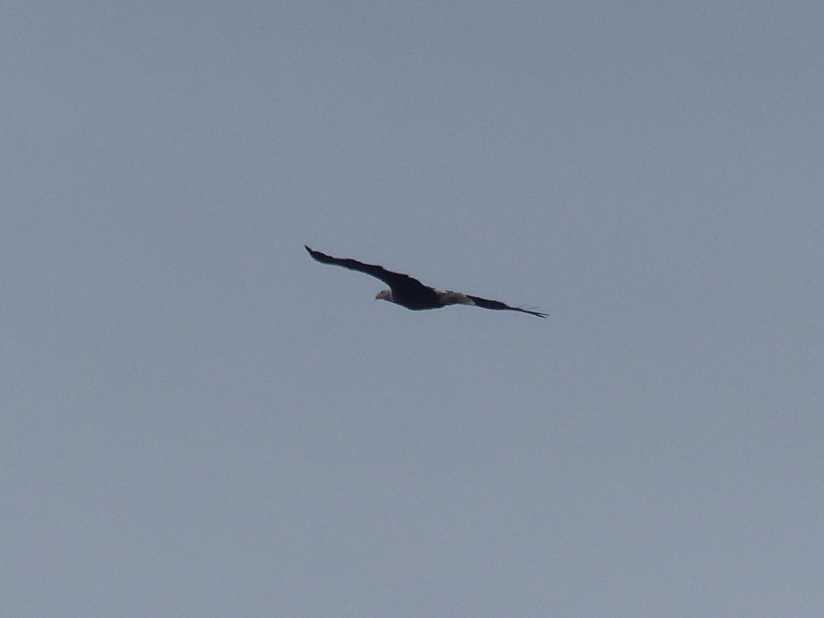 Bald Eagle - ML642666522