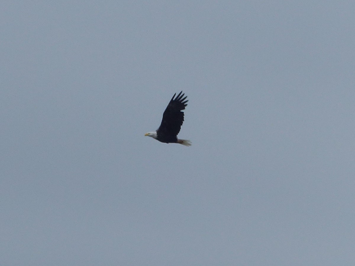 Bald Eagle - ML642666528