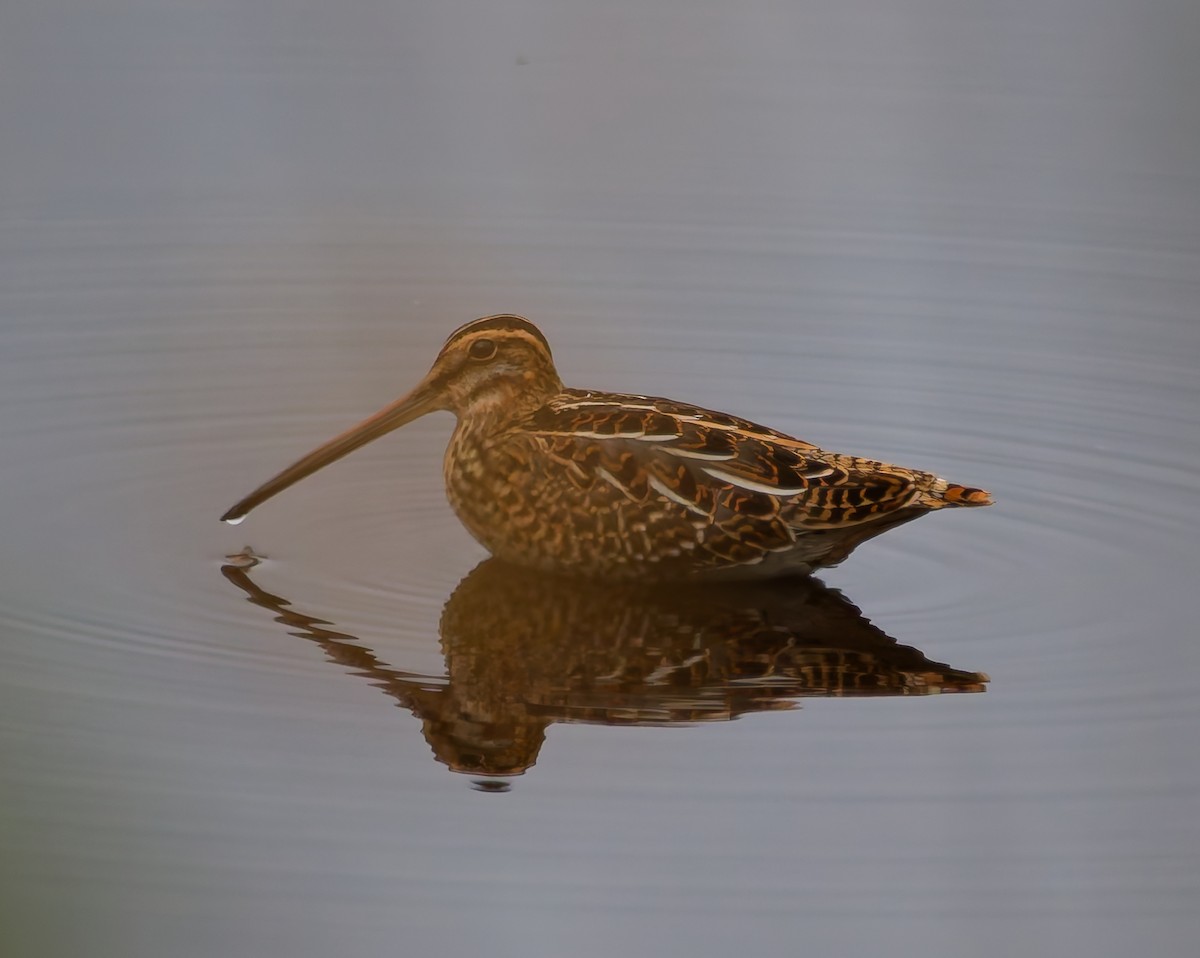 Common Snipe - ML642666529