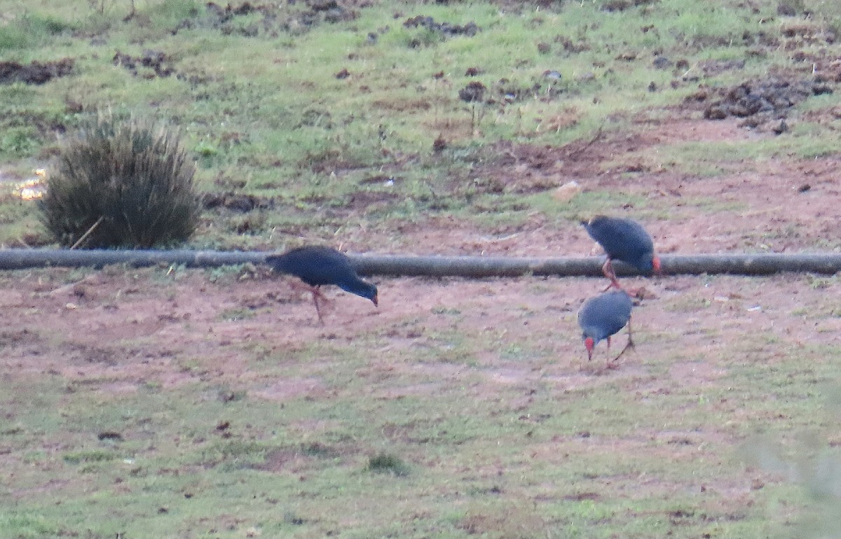 Western Swamphen - ML642666535