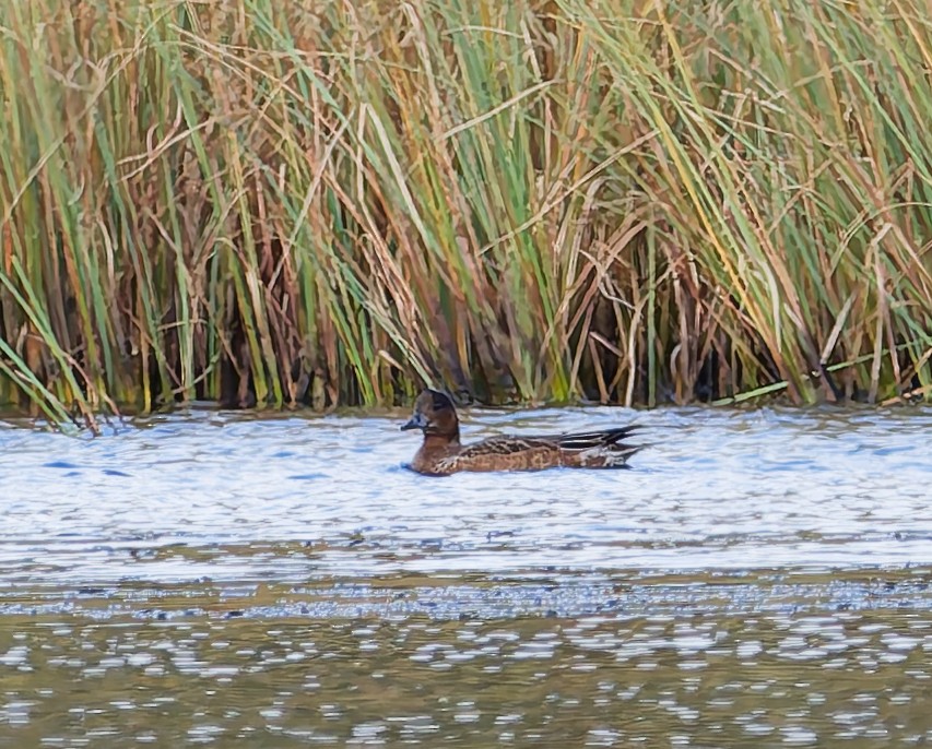 Eurasian Wigeon - ML642666539